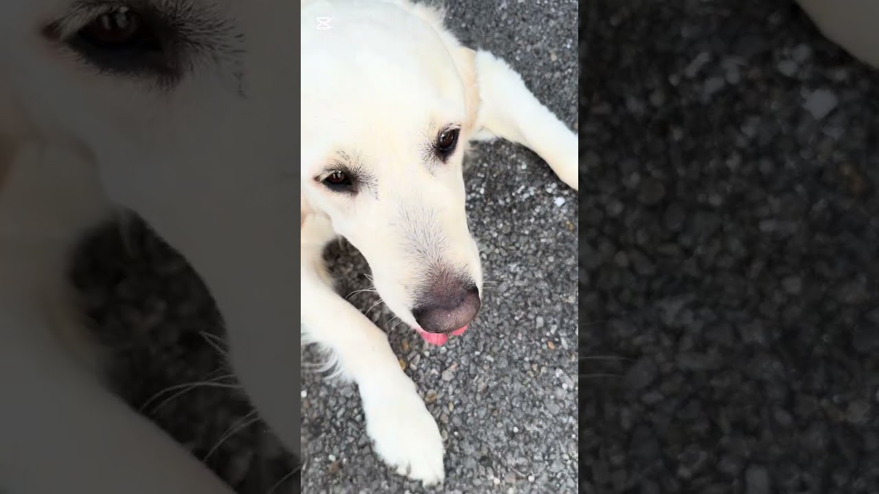 お出かけ楽しすぎて帰りたくない大型犬。