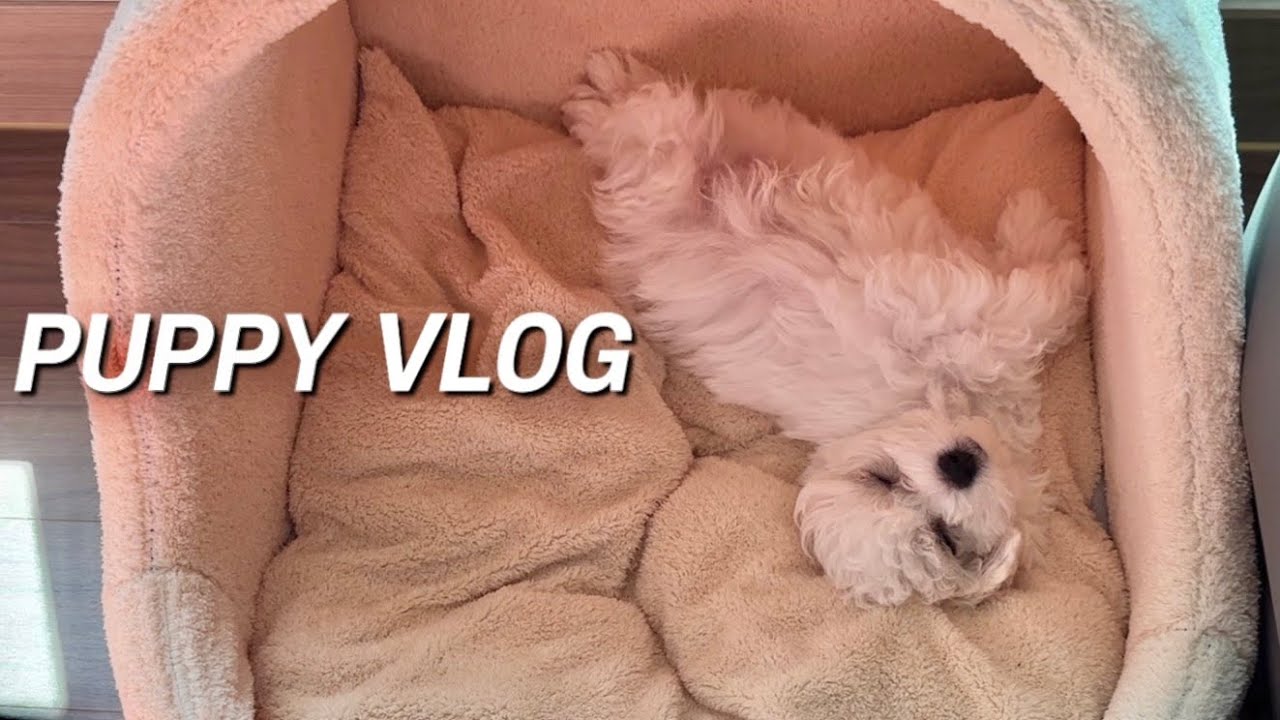 비숑프리제 입양 VLOG | 훈련 없이 빗질이 되네 | 3개월 새끼 강아지 브리더 분양 | 성장 과정 기록 | 개엄마의 일주일 일상 브이로그