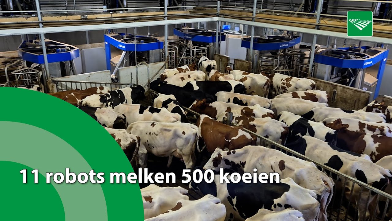 11 robots melken 500 koeien in Limburg