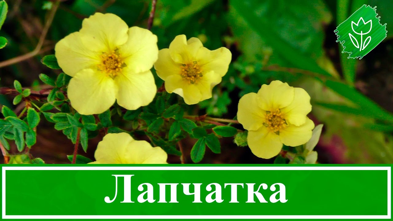 🌻 Цветок лапчатка – выращивание и уход, посадка и размножение; лапчатка кустарниковая и белая