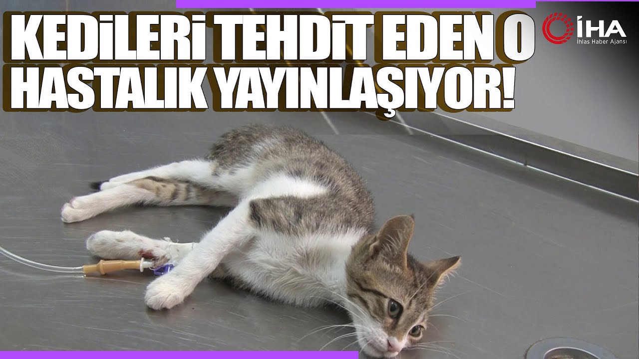 FİB Hastalığı Nedir, Neden Olur? Kedilerde Görülen FİB Hastalığı Nasıl Tedavi Ediliyor?
