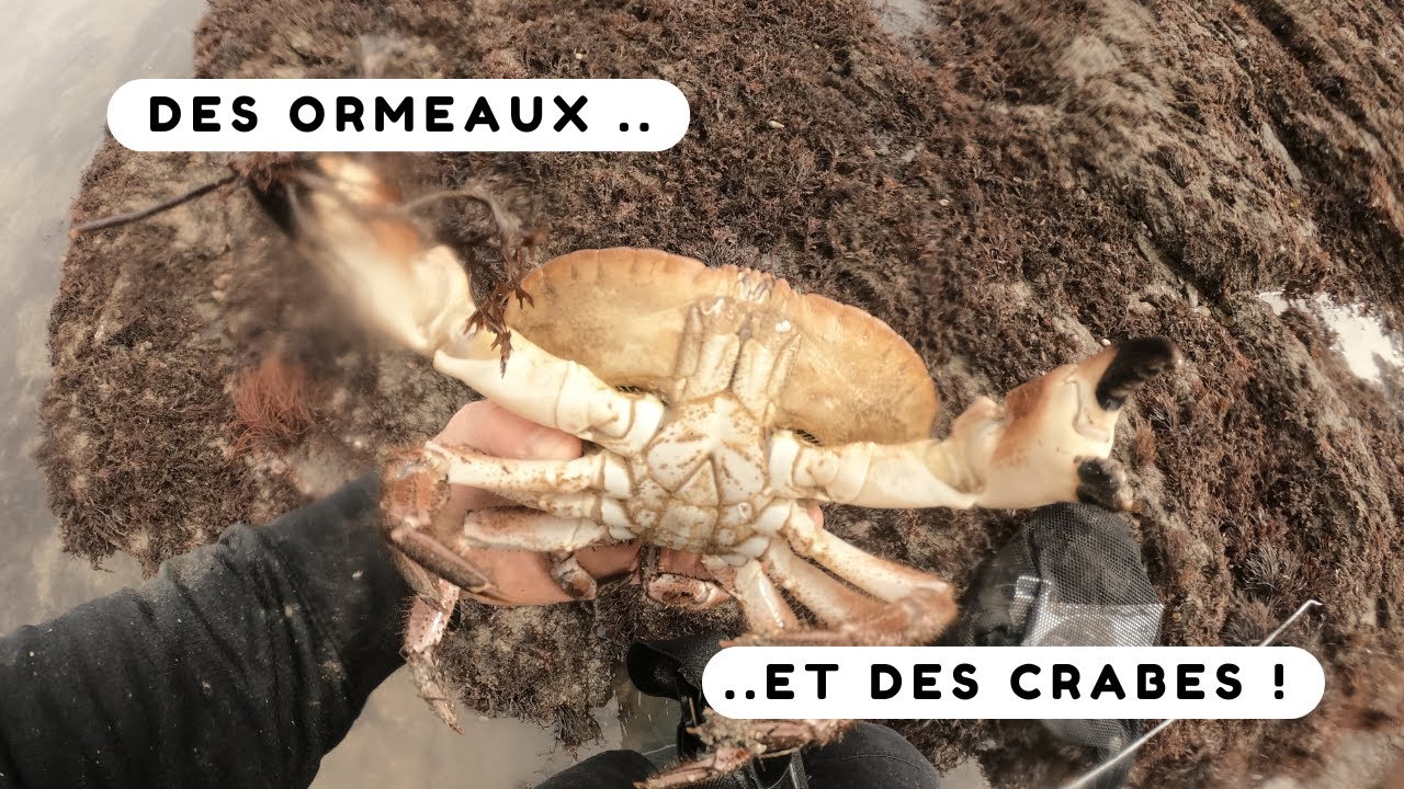 Grandes marées 2023 en Bretagne : à la recherche des ormeaux