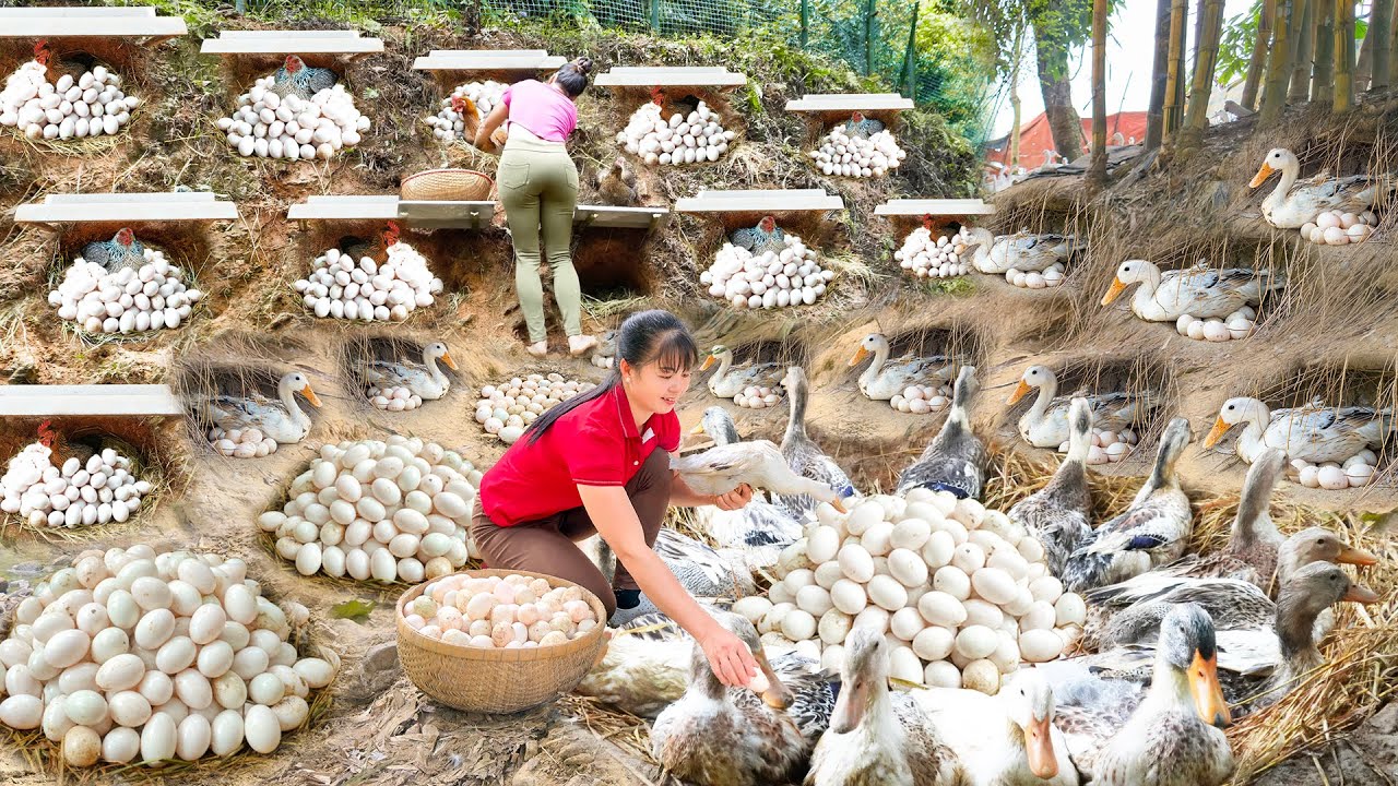 REWIND TIMELAPSE --600 Days Build Many Nest, Harvest Lots Of Duck Eggs, Chicken Eggs To Sell