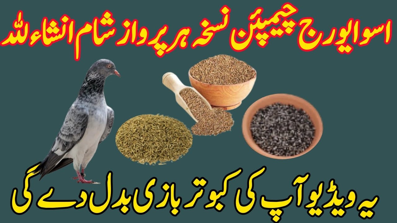 ASO AVERAJ CHAMPION NUSKHA HR PARWAZ.SHAM 