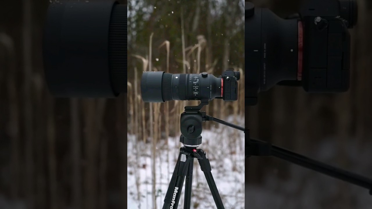 Sony &alpha;7 III camera & Sigma 70-200mm f/2.8 DG OS HSM Sports Lens photography 8k