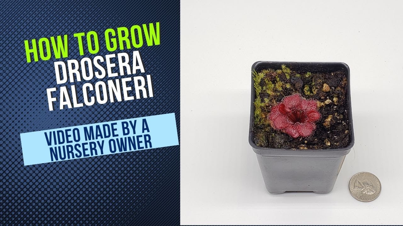 How to Grow and Propagate Drosera Falconeri (Wooly/Petiolaris Sundew Grow Guide)