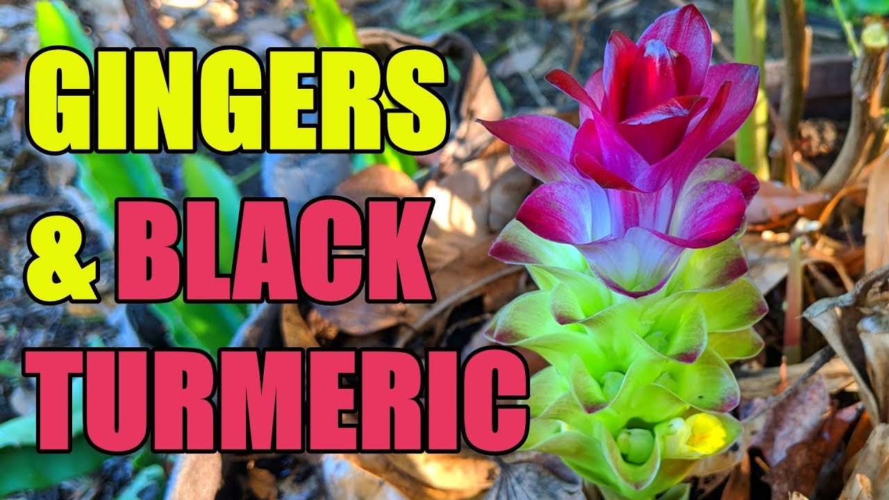 Gingers, Black Turmeric & Renovation Update