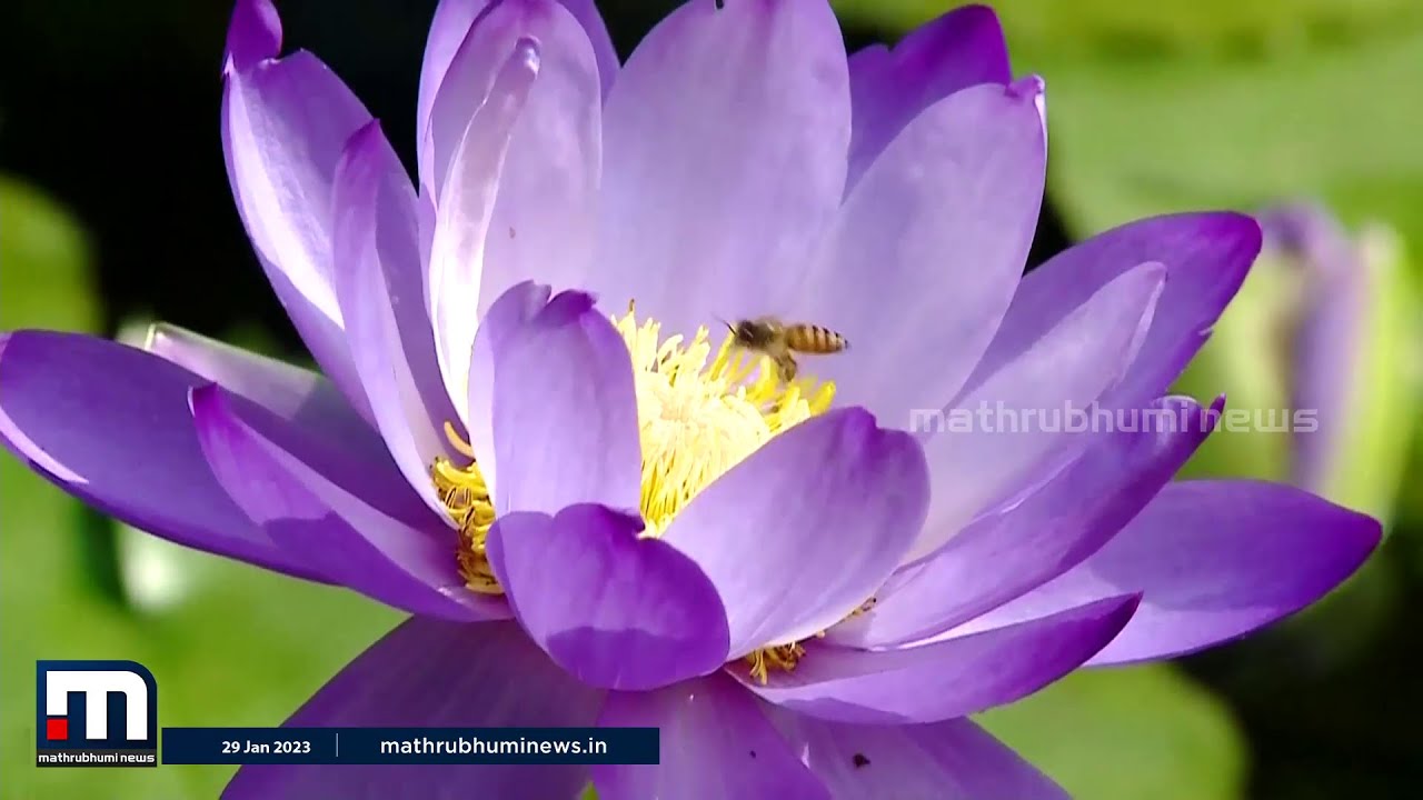 വാട്ടര്‍ ലില്ലിയുടെ വിസ്മയലോകം | Water Lillies | Aquatic Plants |  Krishibhoomi | Mathrubhumi News