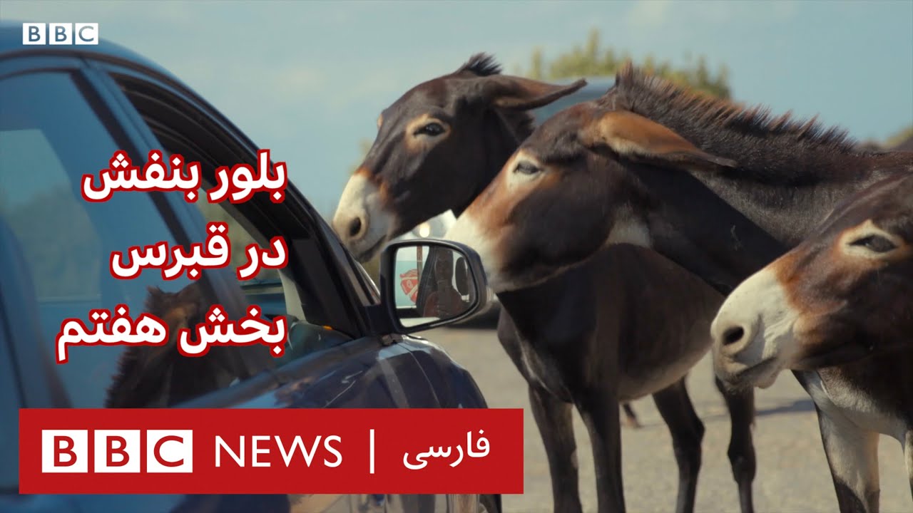 بلوربنفش در قبرس، بخش هفتم: زیتون و خر قبرس