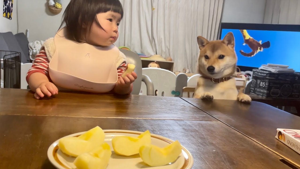 落としたりんごを柴犬に食べられてしまい大泣きしてしまう1歳娘