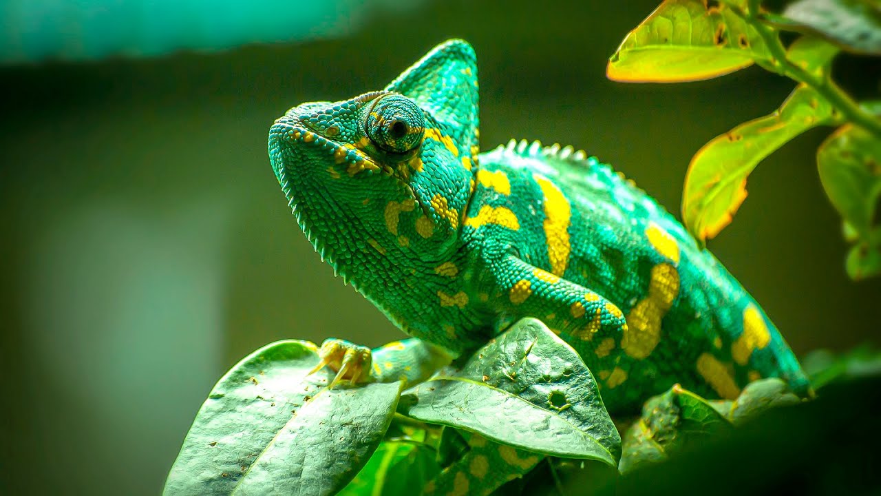 9 BANCOS DE IMAGENS E VÍDEOS GRÁTIS SEM COPYRIGHT.