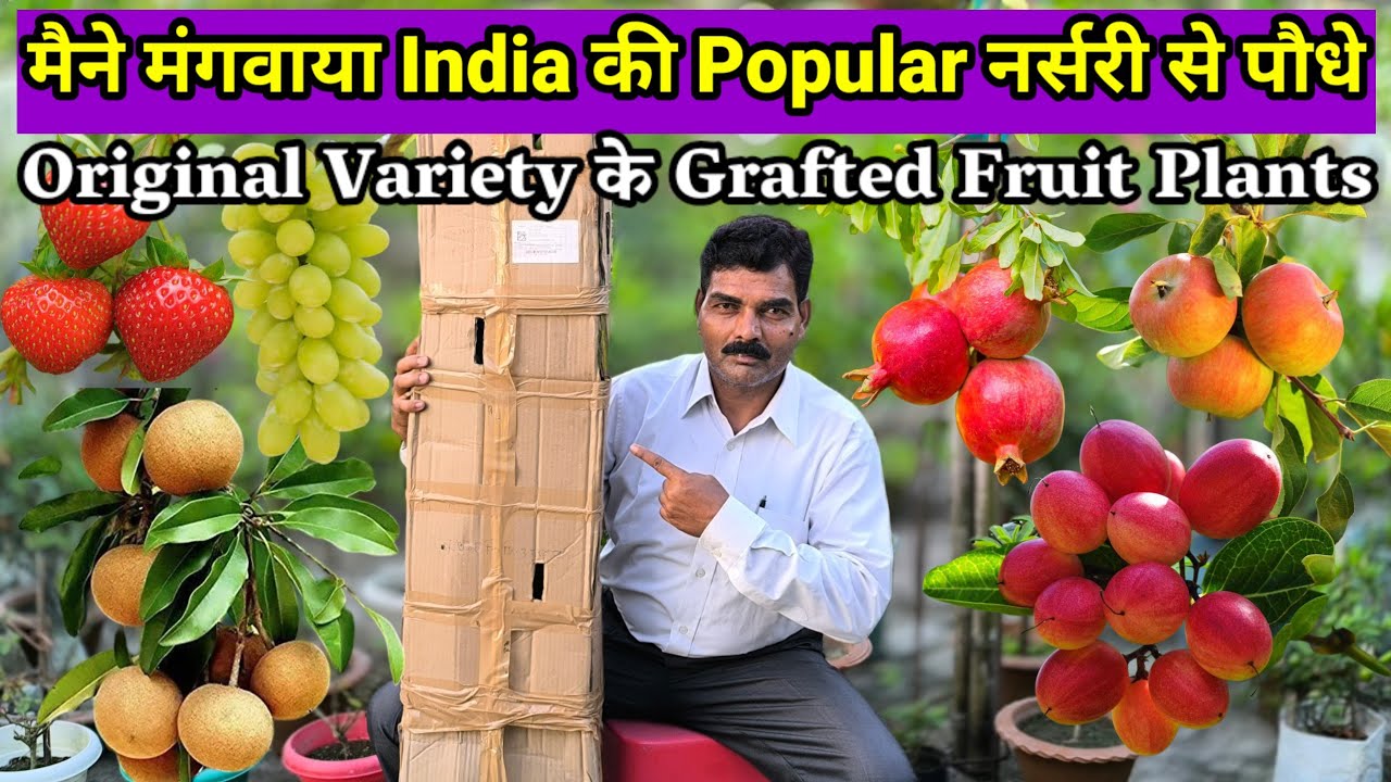 मैंने मंगवाया है India की Populer नर्सरी से Exotic Fruits Plants | Fruit Plant Nursery