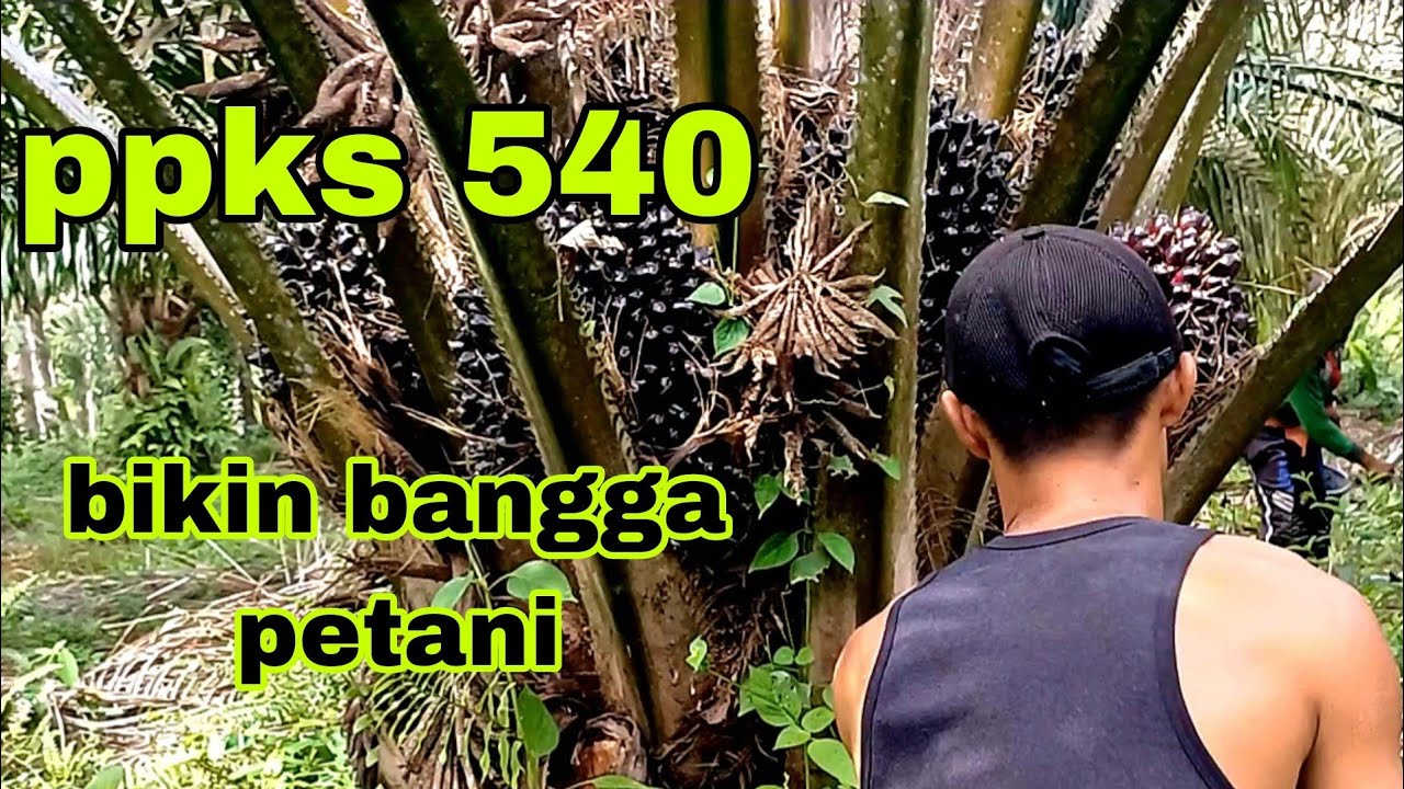 NGUNDUH BUAH SAWIT PPKS 540 UNGGUL PETANI GEMBIRA