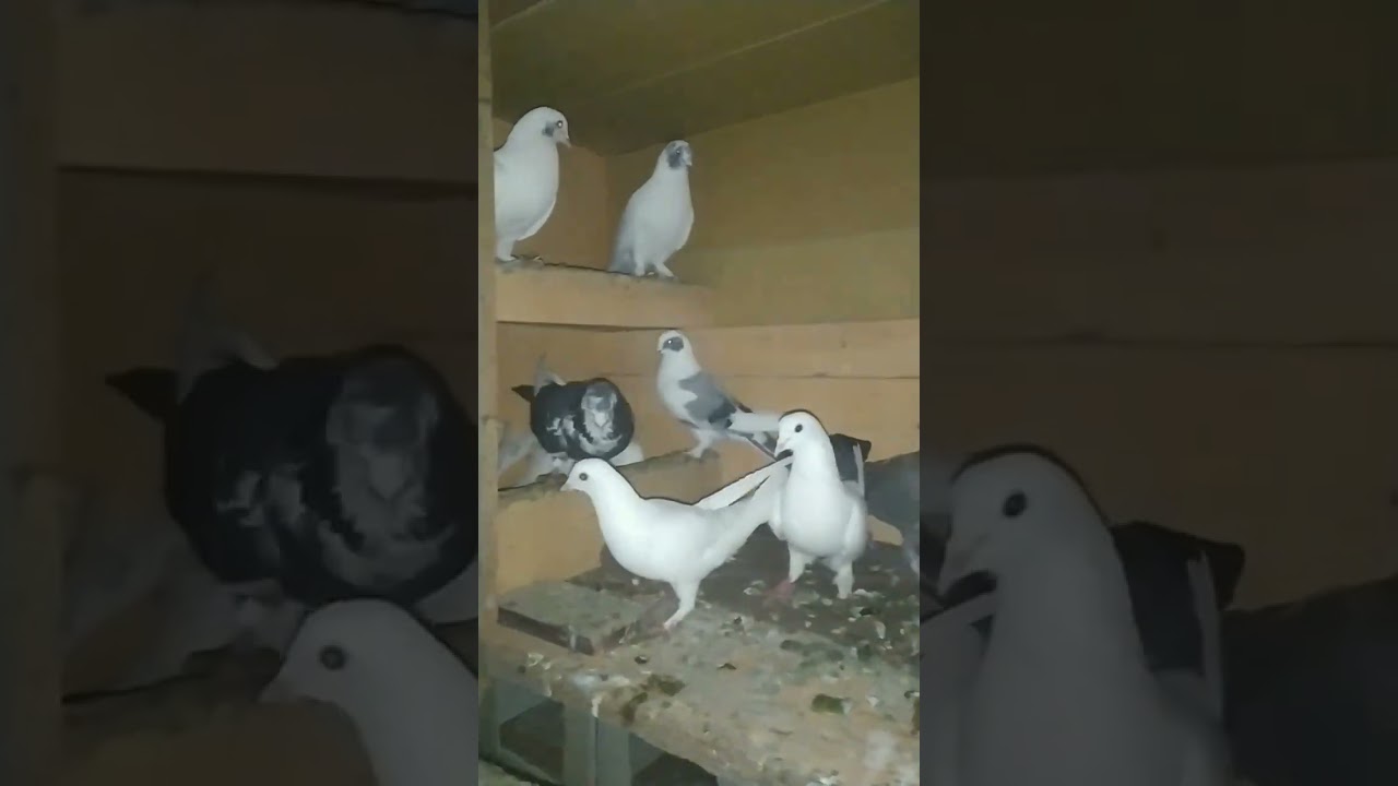MY Pigeons Videos Clip #pigeon 
