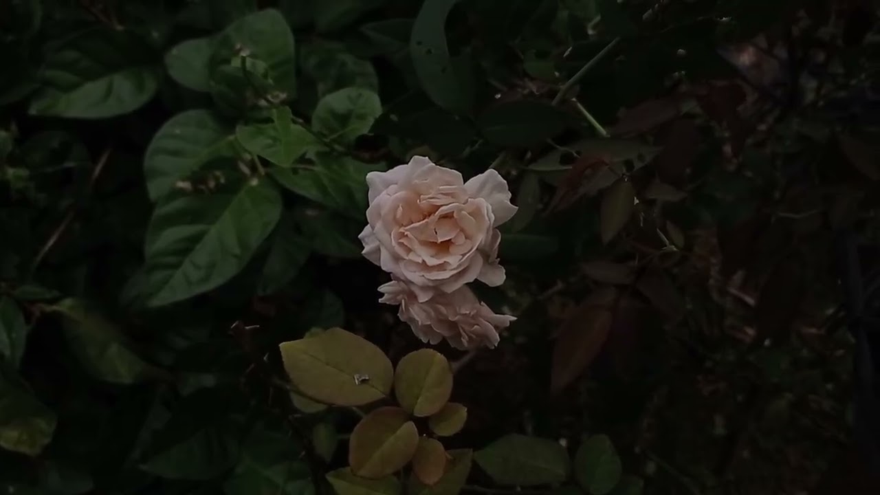 I loved you in silence 