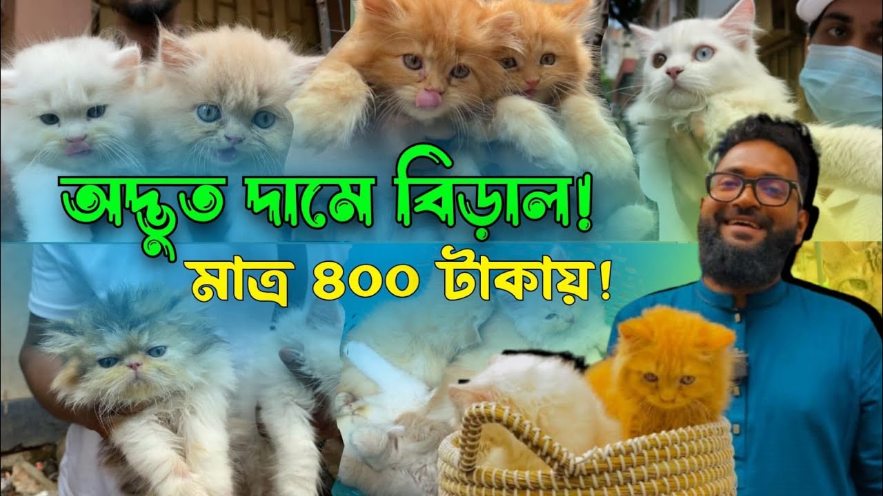 অদ্ভুত দামে বিড়াল | cat price in bangladesh | mirpur 1 cat market | cat market | মিরপুর ১ বিড়াল হাট
