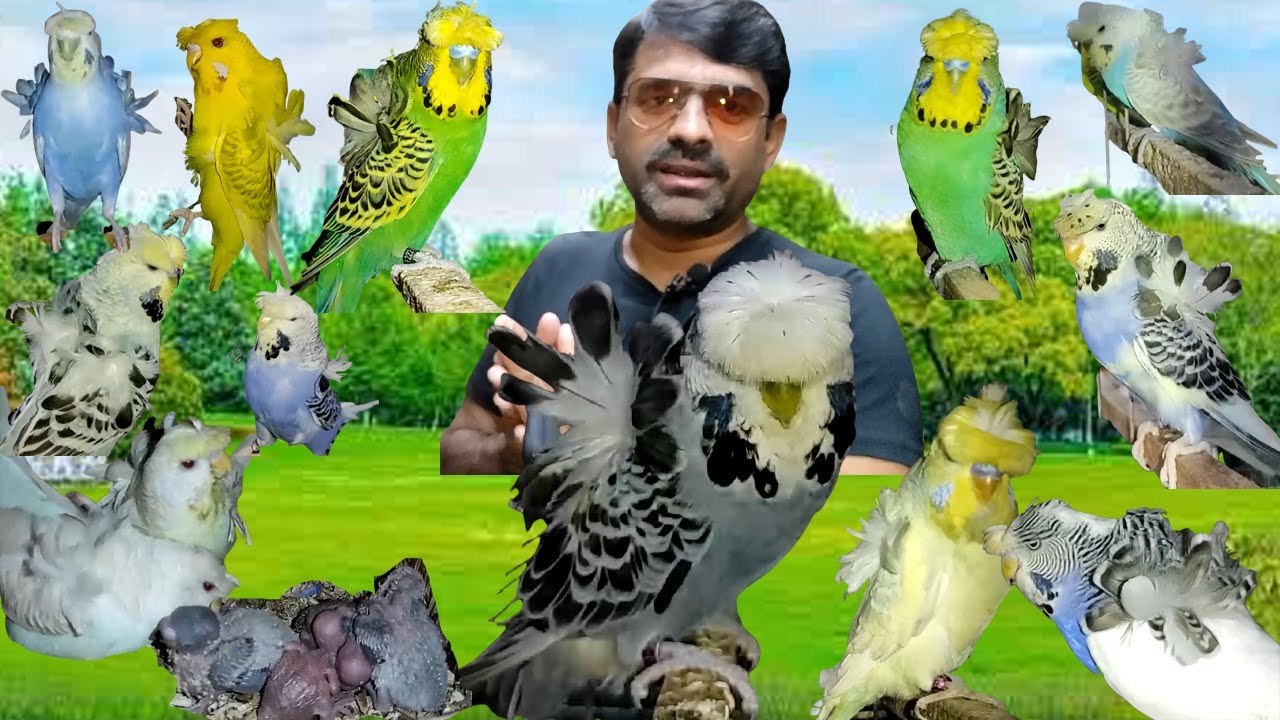 Dr Saud Aviary Latest Exhi Hago Working Results And Breeding Progress