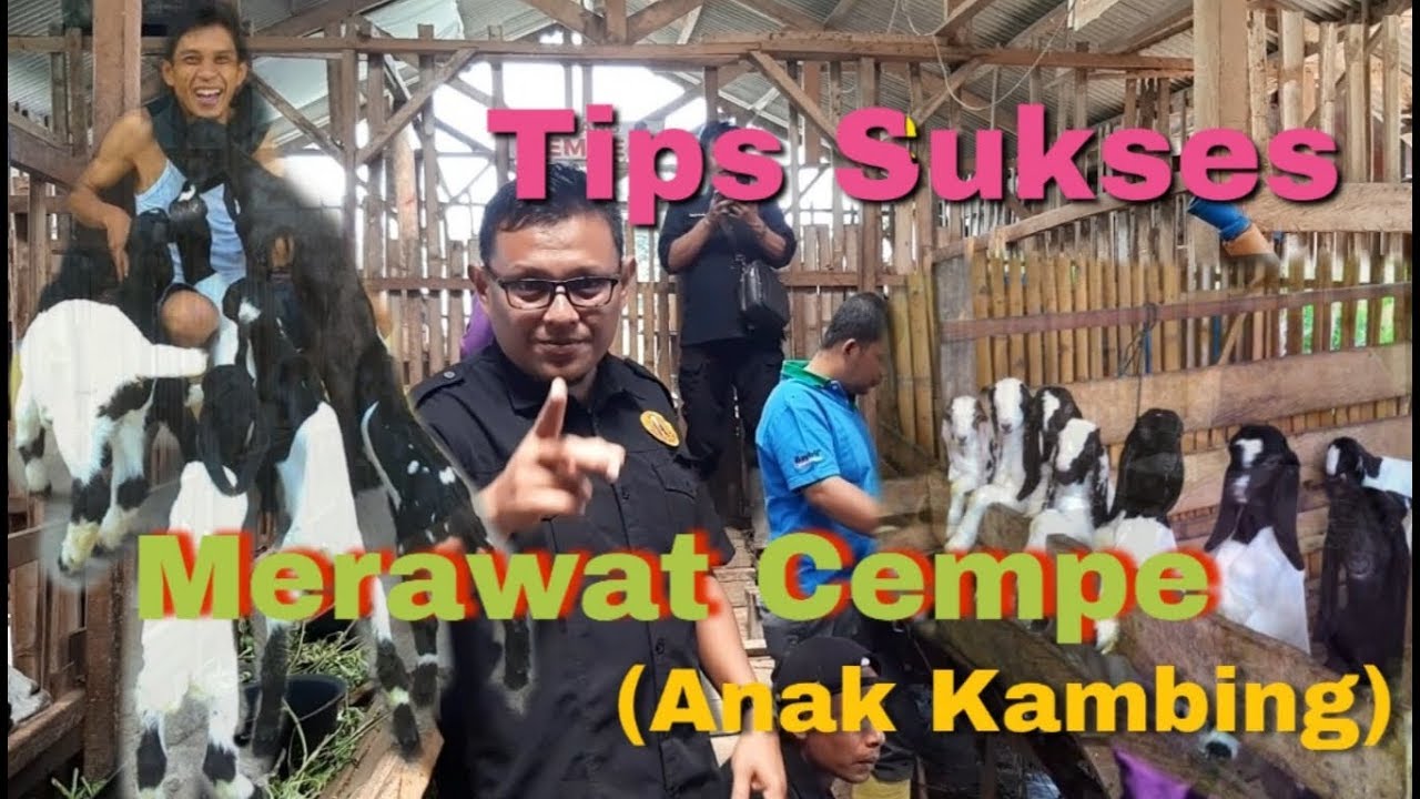Tips Sukses Merawat dan Membesarkan Anak Kambing (Cempe) Tanpa Induk
