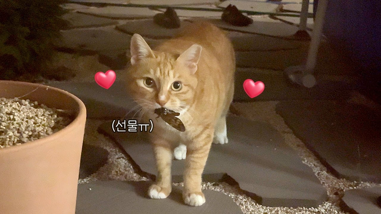 내 엄마가 되어줘