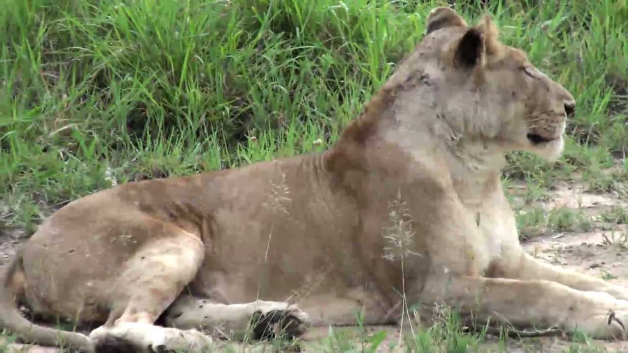 Lioness, her 2 cubs & the Pride of Lions. Sabi Sabi,South Africa, Dec
2012