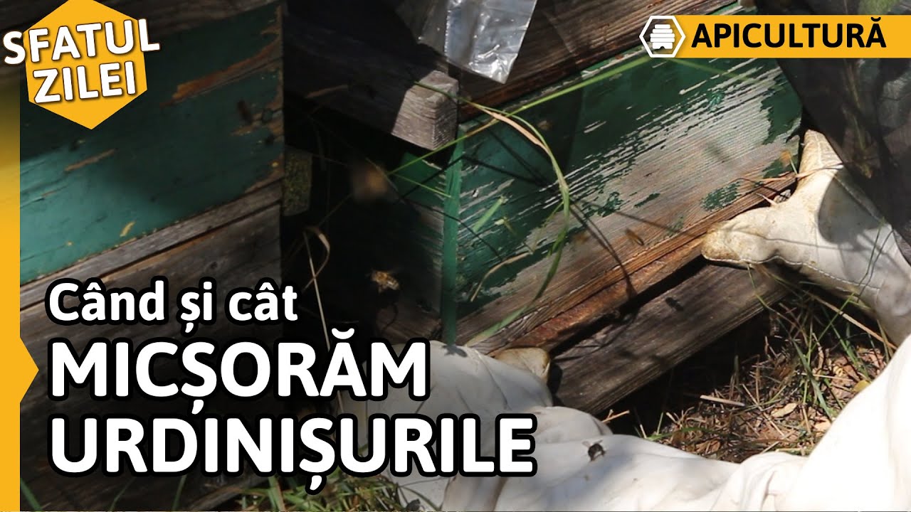 Când și cât MICȘORĂM URDINIȘURILE [Sfatul zilei]