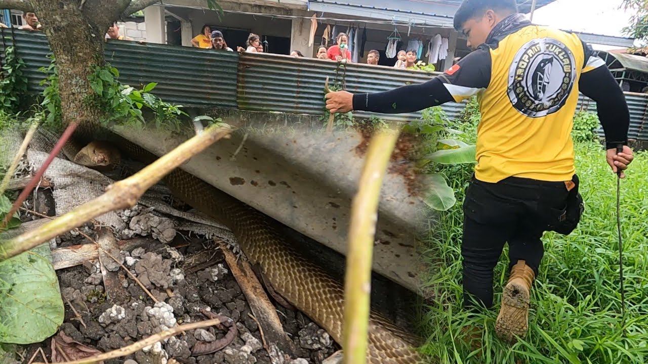 COBRA PUMASOK AT NAGBALAT SA LOOB NG BANYO SA LUBAO PAMPANGA