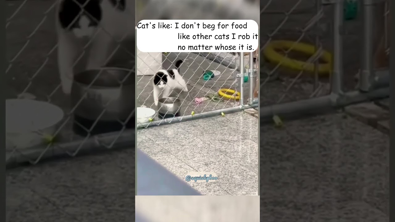 she is raised by the streets #cat #cute #catlovers #funnyshorts #funny