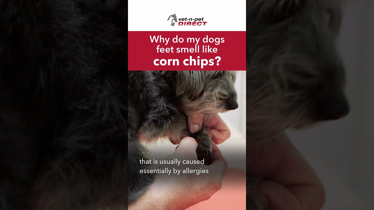 Why do my dogs paws smell like corn chips?
