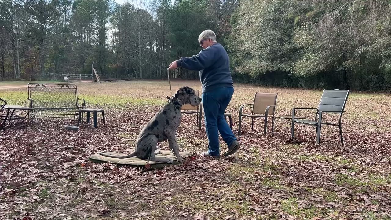 Gunny - leash work + place intro