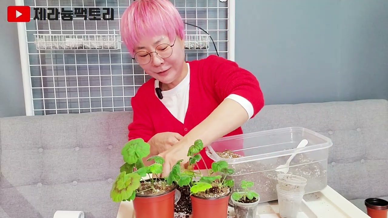 국민제라늄 삽목한 이유는?