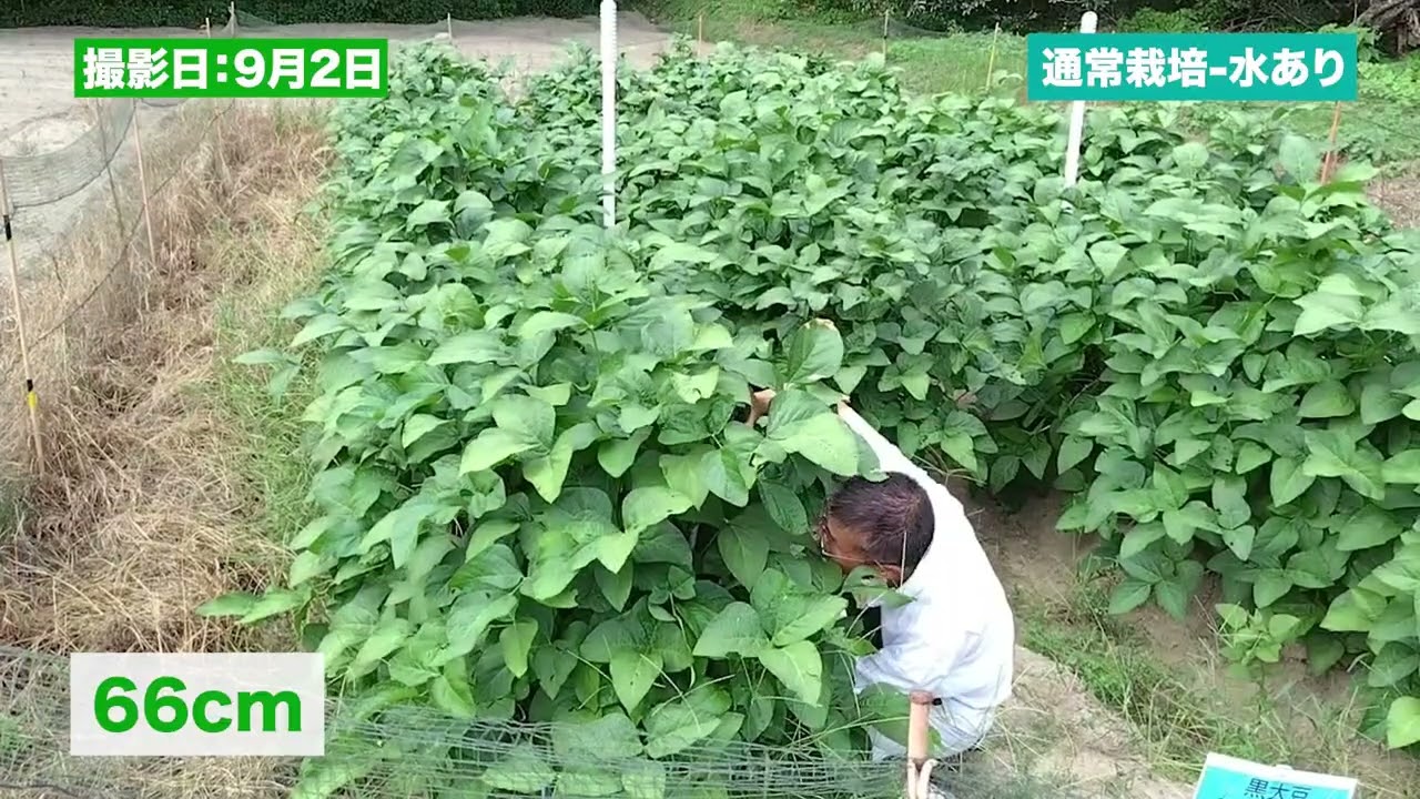 黒大豆の多収化に向けた対照実験-後編-
