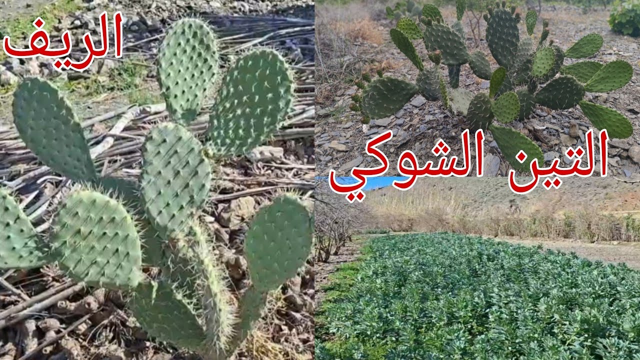 شاهدوا معنا الخيرات المياه الموجوده في واد غيس الفلاحه التقليديه في تغزوت ارغمان #nature 