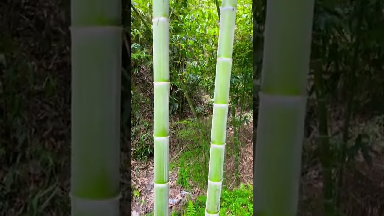 Moso bamboo in nepal