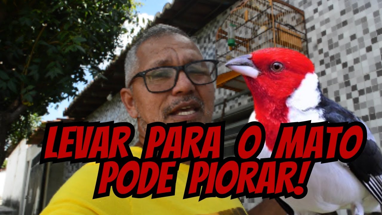 não leve seu galo de campina frio  para o mato - pode piorar!