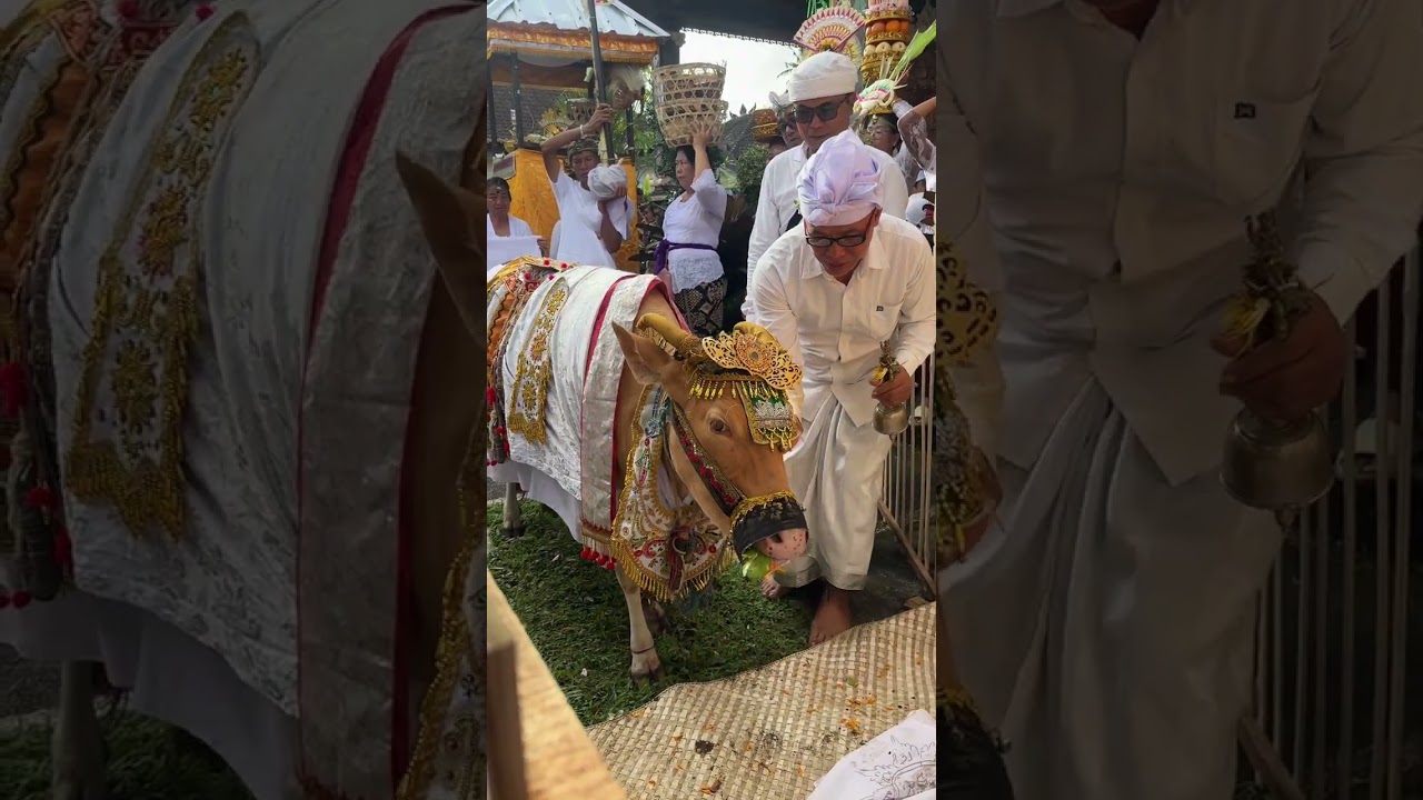 Lanjutan acara ngaben dadong