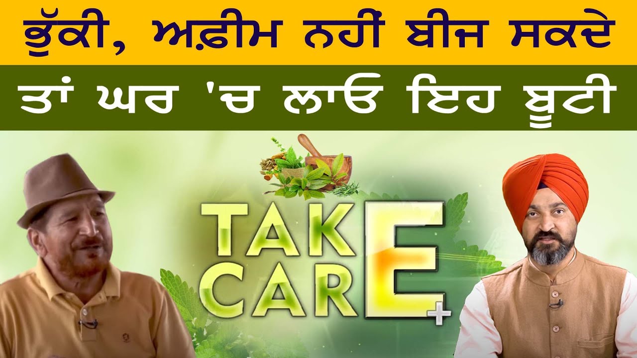 ਭੁੱਕੀ, ਅਫ਼ੀਮ ਨਹੀਂ ਬੀਜ ਸਕਦੇ ਤਾਂ ਘਰ ‘ਚ ਲਾਓ ਇਹ ਬੂਟੀ | Dr. Joginder Tyger| Health Tips