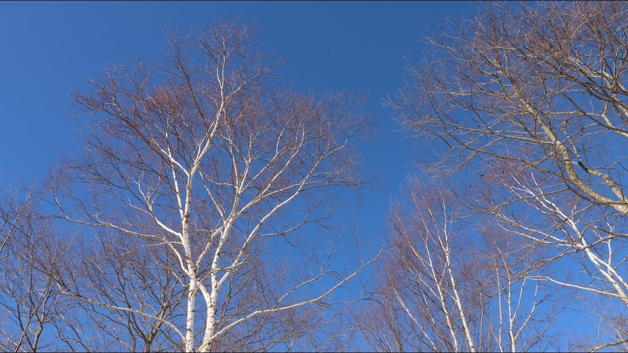 Mozart: Piano Concerto No.26 in D major 1st movement,K.537 (Coronation)Wanda Landowska(piano)(1937)