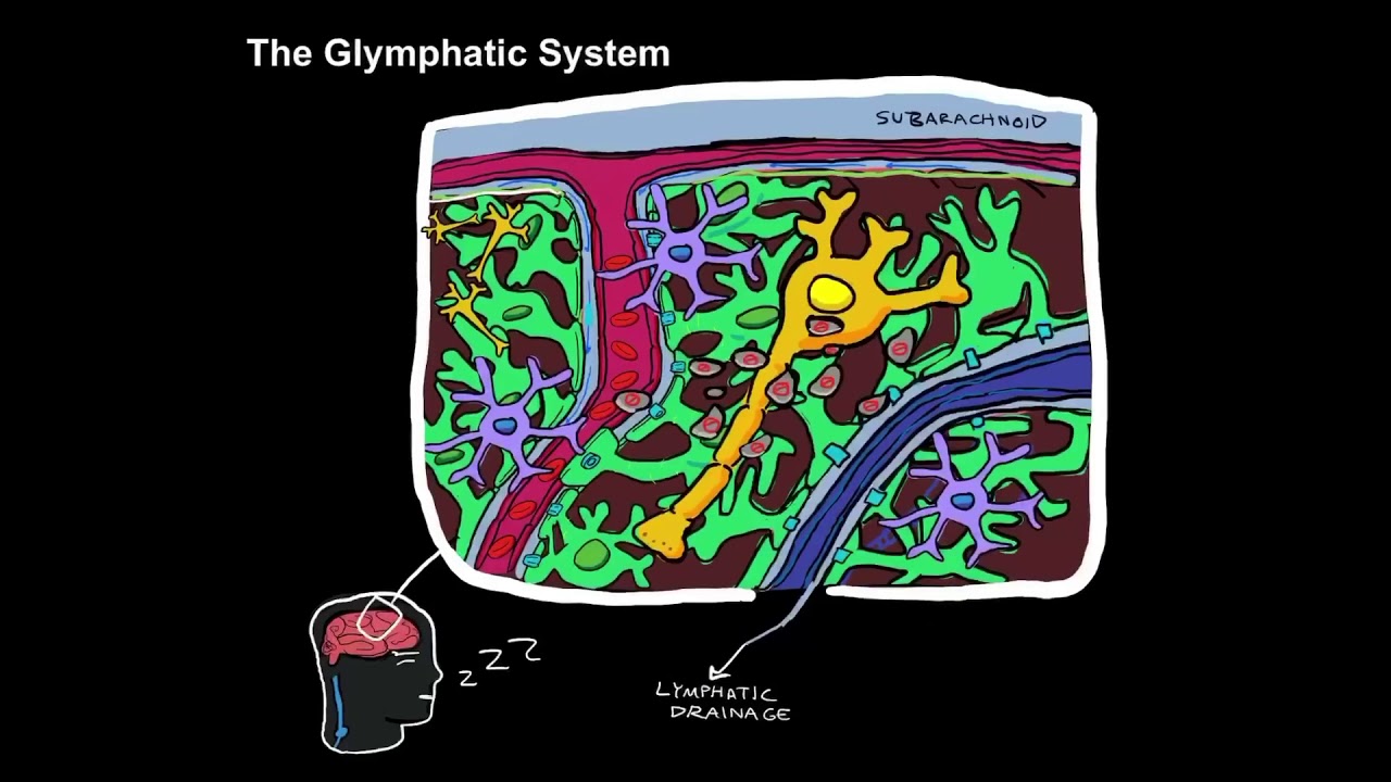 Glymphatic System