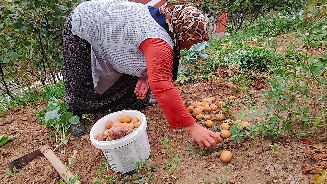 Kendi Patatesimizi Yetiştirmenin En Keyifli Anı