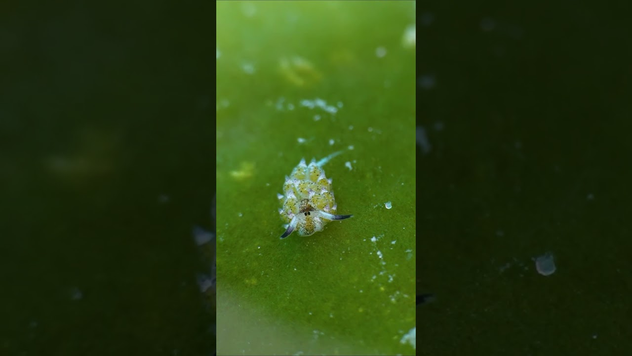 Tiny Shaun the Sheep seaslug having lunch at Puerto Galera, Philippines 