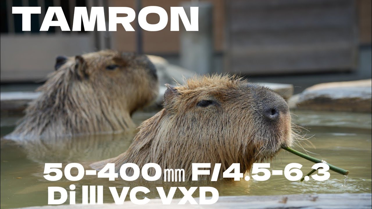 久しぶりに使った便利なズームレンズ！TAMRON50-400㎜F/4.5-6.3DilllVCVXD