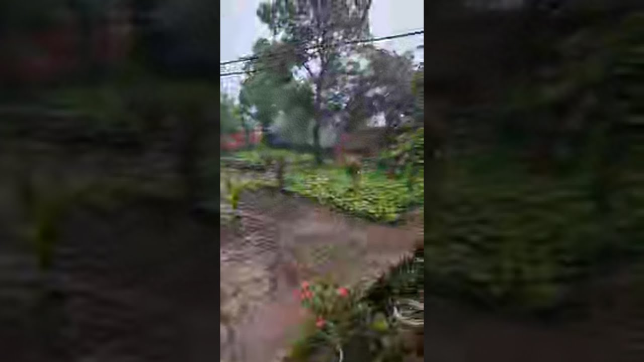 Happy Rain for Farm #farming #farmlife #farmer #rain #harvest 