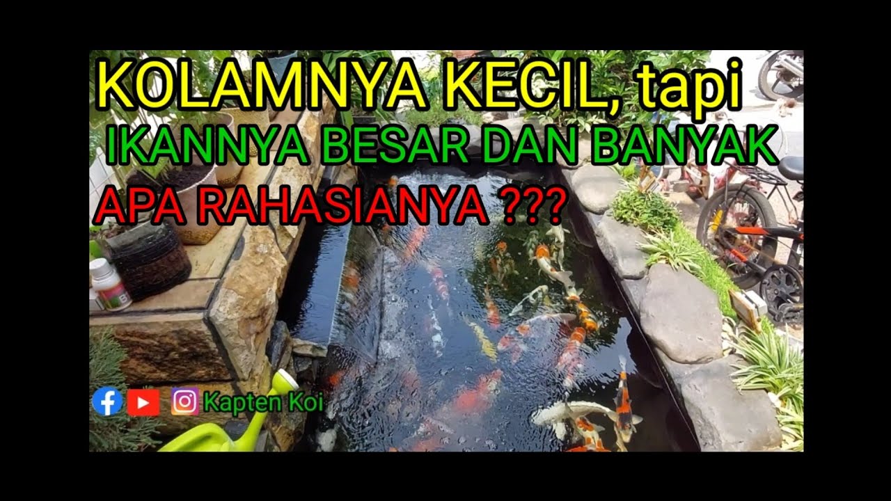Kolamnya Kecil tetapi Ikannya Besar besar dan banyak, apa rahasianya???