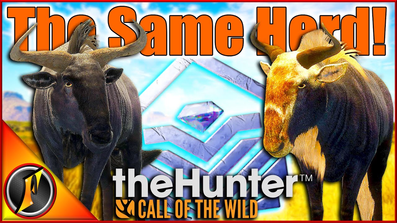 Diamond AND Crowned Wildebeest in the Same Herd! | theHunter Call of the Wild