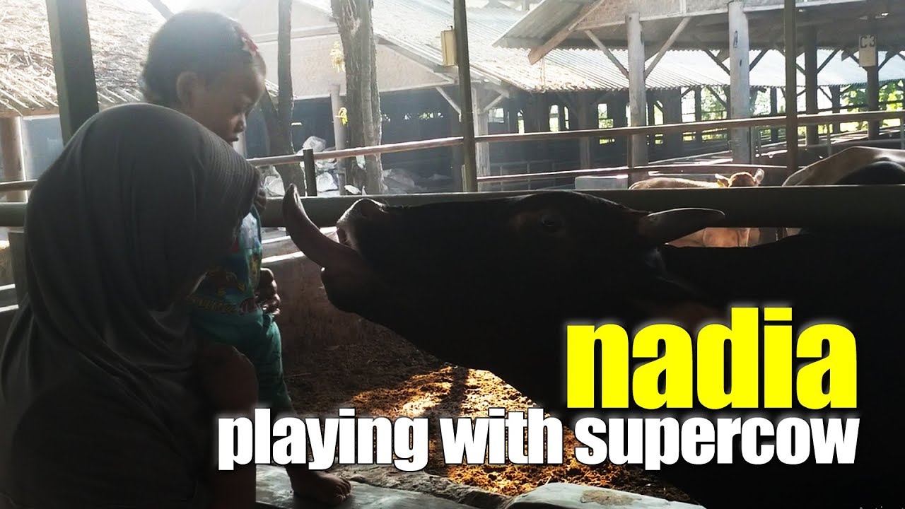 SAPI BAGUS | Nadia Playing & Feeding Oat Feed for Super Cow at WMP Beef Cattle