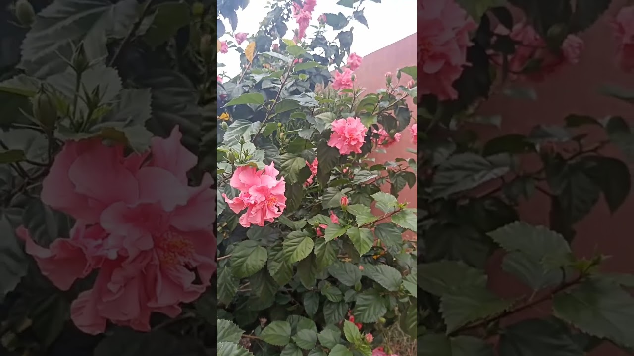 Hibisco dobrado   #plantasdecasa #flores #garden #jardinagem
