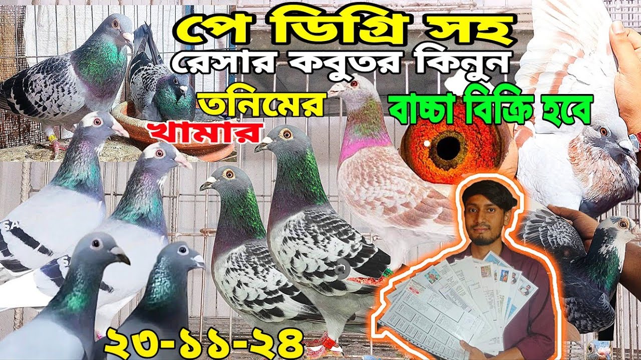 পে ডিগ্রি সহ রেসার কবুতর কিনুন, ক্লাবের রেজাল্ট করা  রেসার কবুতরের বাচ্চা বিক্রি হবে তনিমের খামার