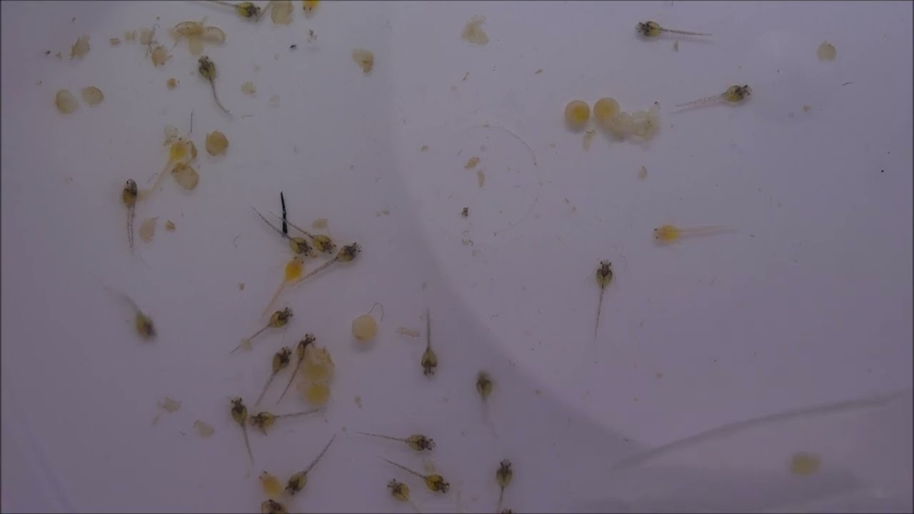 297. Kiryski z miski 2.0 Corydoras Orange Wenezuela.