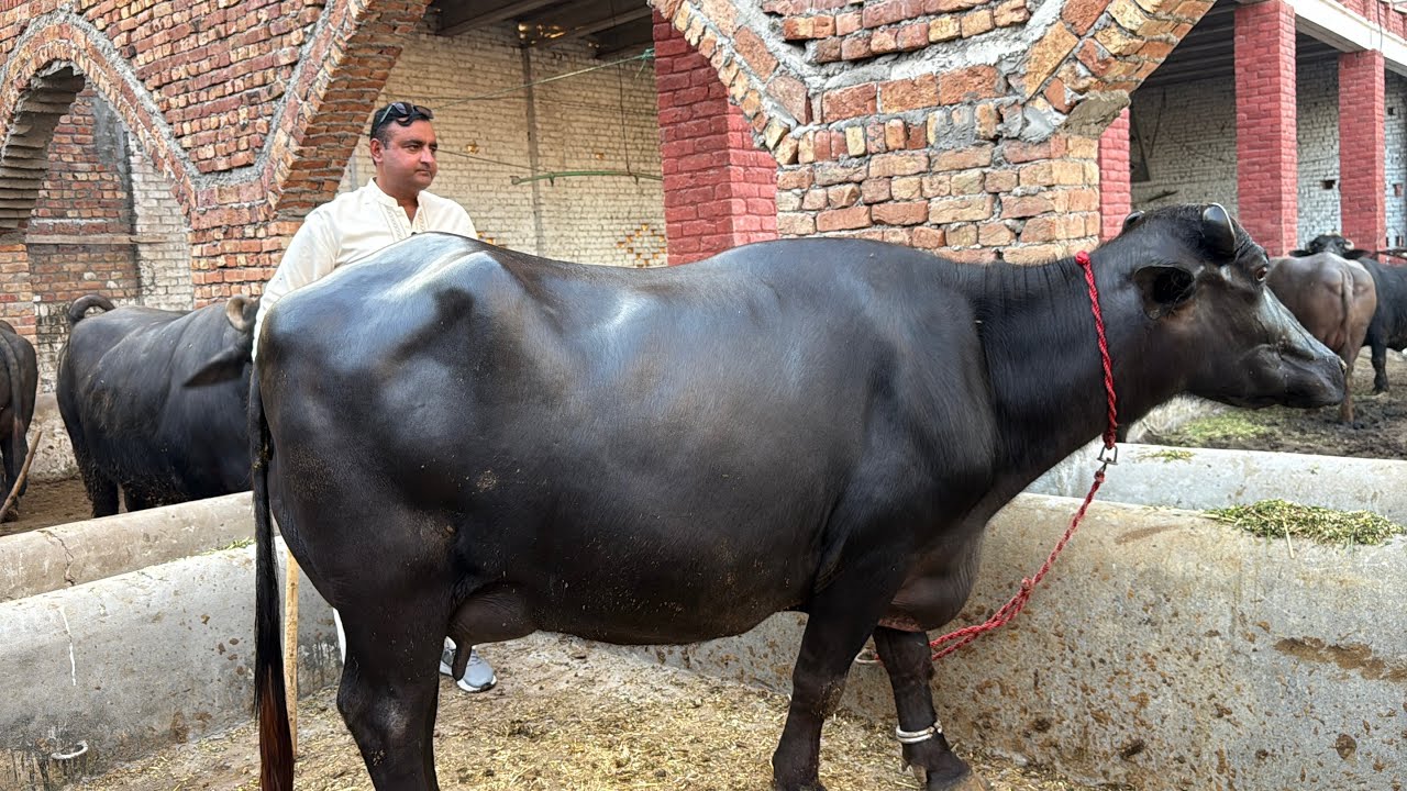 Beautiful High Milking Buffaloes || Chenab Dairy Farm Part 2 || Saqib chatha Sb