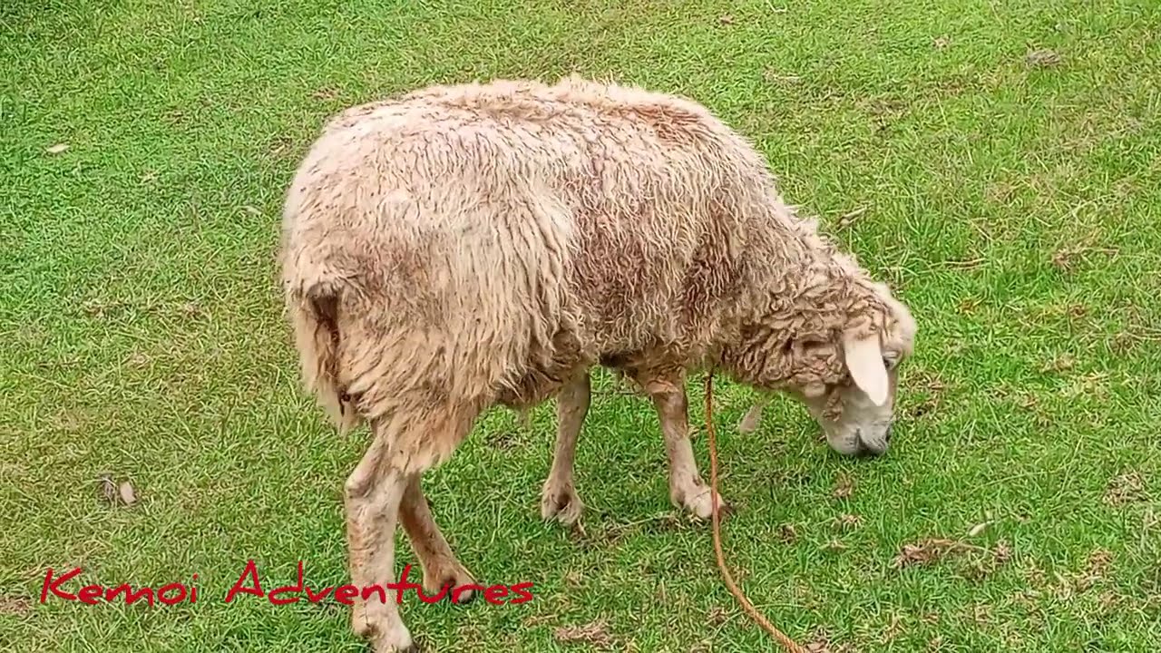 Village Stories | Farming Recap from the Archives | Beautiful Dairy & Sheep Farming